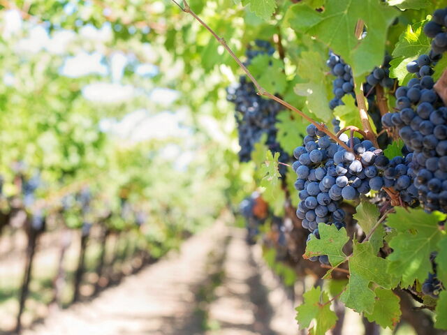 grapes