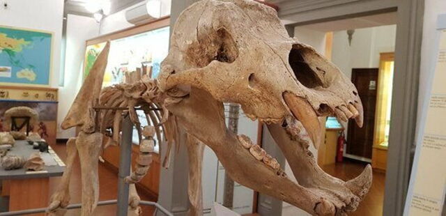 museo-civico-di-paleontologia