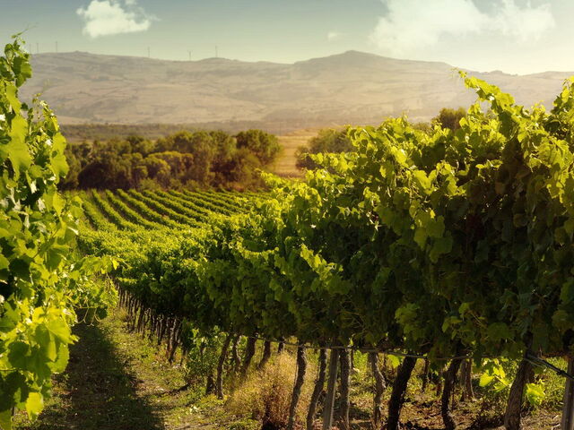 filari-vigneti-siena